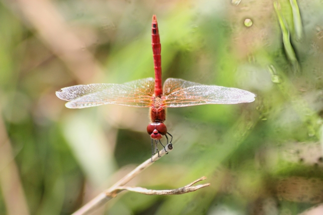 libellula da ID2